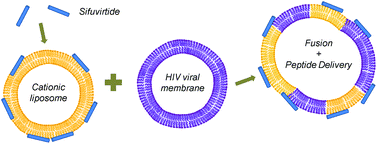 Graphical abstract: Cationic liposomes are possible drug-delivery systems for HIV fusion inhibitor sifuvirtide