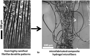 Graphical abstract: From highly ramified, large scale dendrite patterns of drying “alginate/Au NPs” solutions to capillary fabrication of lab-scale composite hydrogel microfibers