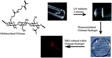 Graphical abstract: Photocrosslinkable chitosan based hydrogels for neural tissue engineering