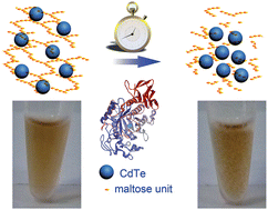 Graphical abstract: Time-dependent nanogel aggregation for naked-eye assays of α-amylase activity