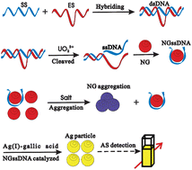 Graphical abstract: Colorimetric sensing of trace UO22+ by using nanogold-seeded nucleation amplification and label-free DNAzyme cleavage reaction