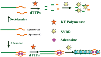 Graphical abstract: KF polymerase-based fluorescence aptasensor for the label-free adenosine detection