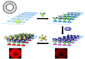 Graphical abstract: Signal enhancement of a micro-arrayed polydiacetylene (PDA) biosensor using gold nanoparticles