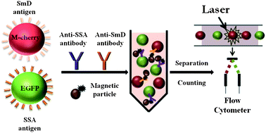 Graphical abstract: Autoantibody detection by direct counting of antigen-displayed yeast cells