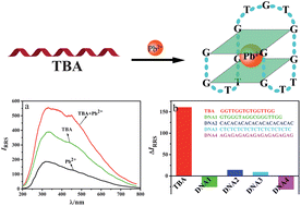 Graphical abstract: A label-free thrombin binding aptamer as a probe for highly sensitive and selective detection of lead(ii) ions by a resonance Rayleigh scattering method