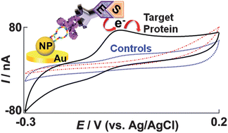 Graphical abstract: Highly sensitive electrochemical detection of proteins using aptamer-coated gold nanoparticles and surface enzyme reactions