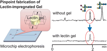 Graphical abstract: Microchip electrophoresis of oligosaccharides using lectin-immobilized preconcentrator gels fabricated by in situ photopolymerization