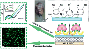 Graphical abstract: A label-free cytosensor for the enhanced electrochemical detection of cancer cells using polydopamine-coated carbon nanotubes