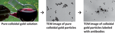 Graphical abstract: Synthesis and characterization of colloidal gold particles as labels for antibodies as used in lateral flow devices