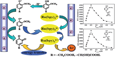 Graphical abstract: Self-quenching in the electrochemiluminescence of tris(2,2′-bipyridyl) ruthenium(ii) using metabolites of catecholamines as co-reactants
