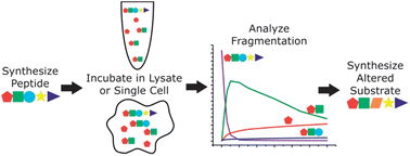 Graphical abstract: Metabolism of peptide reporters in cell lysates and single cells
