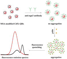 Graphical abstract: Rapid fluorescent detection of neurogenin3 by CdTe quantum dot aggregation