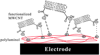 Graphical abstract: Electrocatalytic oxidation of NADH based on polyluminol and functionalized multi-walled carbon nanotubes