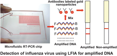 Graphical abstract: Detection of influenza virus using a lateral flow immunoassay for amplified DNA by a microfluidic RT-PCR chip