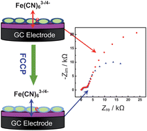 Graphical abstract: Electrochemical impedance spectroscopic measurements of FCCP-induced change in membrane permeability of MDCK cells