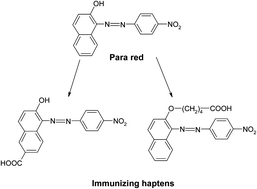 Graphical abstract: A sensitive and selective enzyme-linked immunosorbent assay for the analysis of para red in foods