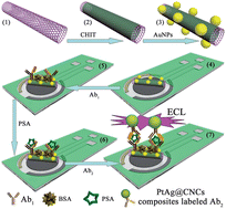Graphical abstract: Ultrasensitive electrochemiluminescence immunosensor using PtAg@carbon nanocrystals composites as labels and carbon nanotubes-chitosan/gold nanoparticles as enhancer