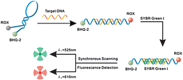 Graphical abstract: Dual color fluorescence quantitative detection of specific single-stranded DNA with molecular beacons and nucleic acid dye SYBR Green I