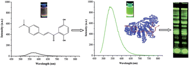 Graphical abstract: The development of simple and sensitive small-molecule fluorescent probes for the detection of serum proteins after native polyacrylamide gel electrophoresis