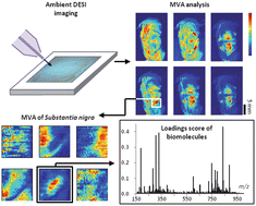 Graphical abstract: Use of imaging multivariate analysis to improve biochemical and anatomical discrimination in desorption electrospray ionisation mass spectrometry imaging