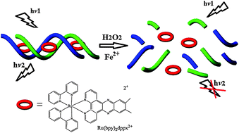 Graphical abstract: Sensitive detection of H2O2 and H2O2-related reactant with Ru(bipy)2(7,8-dimethyl-dipyridophenazine)2+ and oligodeoxyribonucleotide