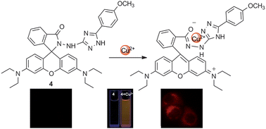 Graphical abstract: A new fluorescent and colorimetric probe for Cu2+ in live cells