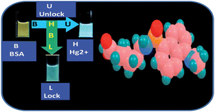 Graphical abstract: Fluorescent probe mimicking multiple logic gates and a molecular keypad lock upon interaction with Hg2+ and bovine serum albumin