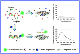 Graphical abstract: A facile graphene oxide-based DNA polymerase assay