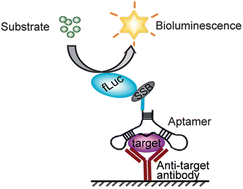 Graphical abstract: Aptamer-based protein detection using a bioluminescent fusion protein