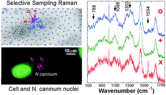 Graphical abstract: Label-free molecular analysis of live Neospora caninum tachyzoites in host cells by selective scanning Raman micro-spectroscopy