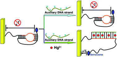 Graphical abstract: DNA pseudoknot-functionalized sensing platform for chemoselective analysis of mercury ions