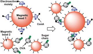 Graphical abstract: Electrochemical assay of concanavalin A–ovalbumin binding on magnetic beads