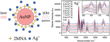 Graphical abstract: Functionalized gold nanoparticles as nanosensor for sensitive and selective detection of silver ions and silver nanoparticles by surface-enhanced Raman scattering