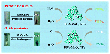Graphical abstract: BSA-templated MnO2 nanoparticles as both peroxidase and oxidase mimics
