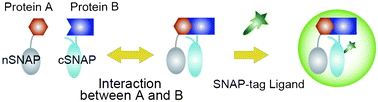 Graphical abstract: Development of a split SNAP-tag protein complementation assay for visualization of protein–protein interactions in living cells