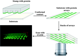 Graphical abstract: Analysis of layered assays and volume microarrays in stratified media