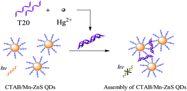 Graphical abstract: CTAB-capped Mn-doped ZnS quantum dots and label-free aptamer for room-temperature phosphorescence detection of mercury ions