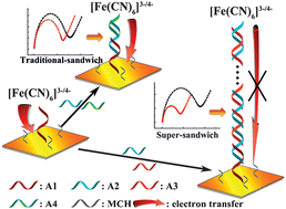 Graphical abstract: A simple and label-free electrochemical biosensor for DNA detection based on the super-sandwich assay