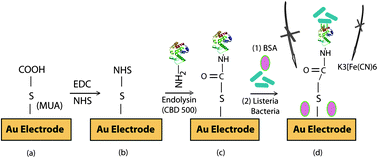 Graphical abstract: A bacteriophage endolysin-based electrochemical impedance biosensor for the rapid detection of Listeria cells
