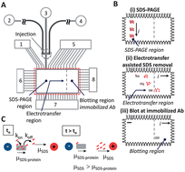 Graphical abstract: Microfluidic integration of Western blotting is enabled by electrotransfer-assisted sodium dodecyl sulfate dilution