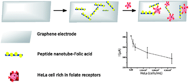 Graphical abstract: Detection of cancer cells using a peptide nanotube–folic acid modified graphene electrode