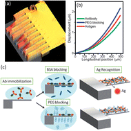 Graphical abstract: Tackling reproducibility in microcantilever biosensors: a statistical approach for sensitive and specific end-point detection of immunoreactions