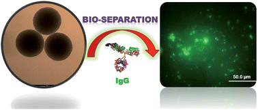 Graphical abstract: Core–shell magnetic nanoparticles: a comparative study based on silica and polydopamine coating for magnetic bio-separation platforms