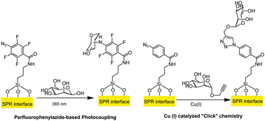 Graphical abstract: Comparison of photo- and Cu(i)-catalyzed “click” chemistries for the formation of carbohydrate SPR interfaces