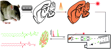 Graphical abstract: Lipid imaging by mass spectrometry – a review