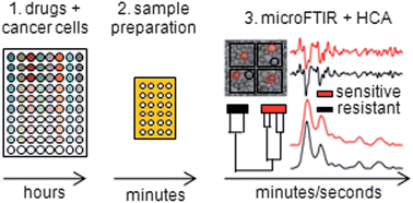Graphical abstract: Rapid recognition of drug-resistance/sensitivity in leukemic cells by Fourier transform infrared microspectroscopy and unsupervised hierarchical cluster analysis
