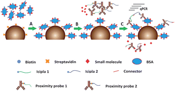 Graphical abstract: The development of an indirect competitive immunomagnetic-proximity ligation assay for small-molecule detection