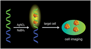 Graphical abstract: Effective detection and cell imaging of prion protein with new prepared targetable yellow-emission silver nanoclusters
