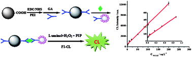 Graphical abstract: Flow injection chemiluminescence immunoassay of microcystin-LR by using PEI-modified magnetic beads as capturer and HRP-functionalized silica nanoparticles as signal amplifier