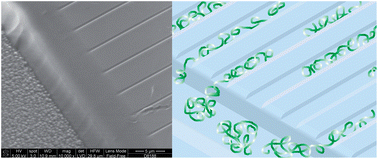 Graphical abstract: DNA barcoding via counterstaining with AT/GC sensitive ligands in injection-molded all-polymer nanochannel devices